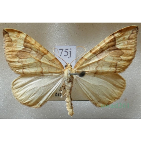 Eulithis populata (Linnaeus, 1758) male Nacinek topolowiak Czech75j